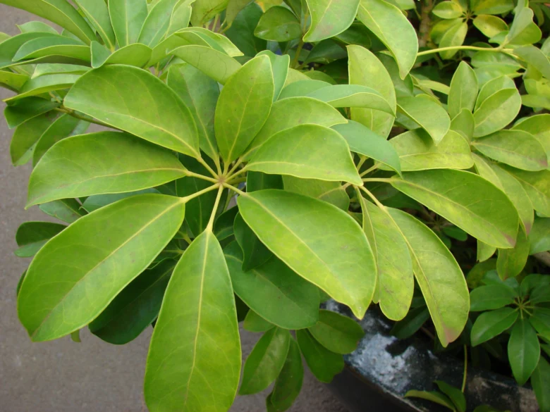 Zelené listy rostliny schefflera s typickou dlanitou strukturou.