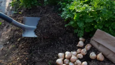 Výsadba cibulí tulipánů s hnojivem do půdy na podzim