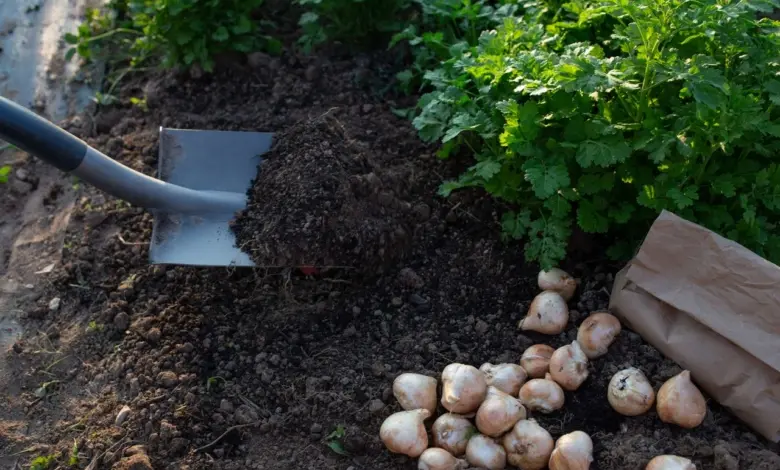 Výsadba cibulí tulipánů s hnojivem do půdy na podzim