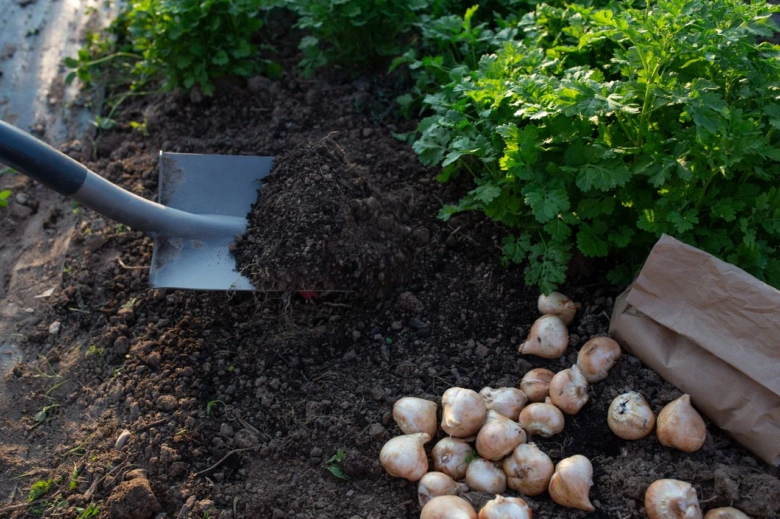 Výsadba cibulí tulipánů s hnojivem do půdy na podzim