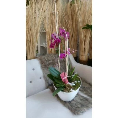 Fialová orchidej v květináči na gauči s mechem.
