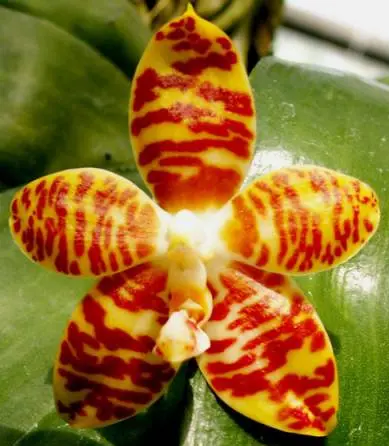 Žlutá orchidej s červenými pruhy na květu.
