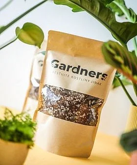 Balíček semen Gardners mezi rostlinami streptokarpusu na stole.