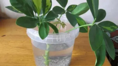 Schefflera rostlina zakořeněná ve vodě v plastovém poháru.