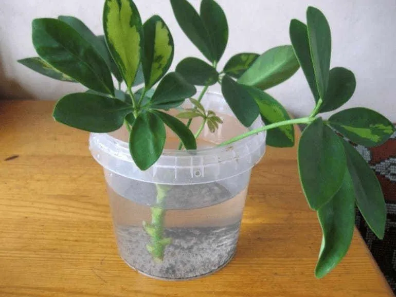 Schefflera rostlina zakořeněná ve vodě v plastovém poháru.