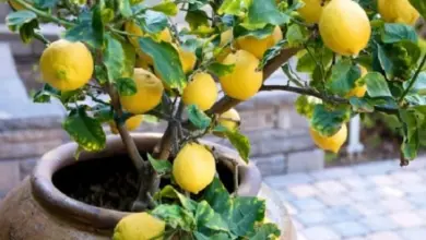 Malý citronovník v hrnci s plody na okraji.