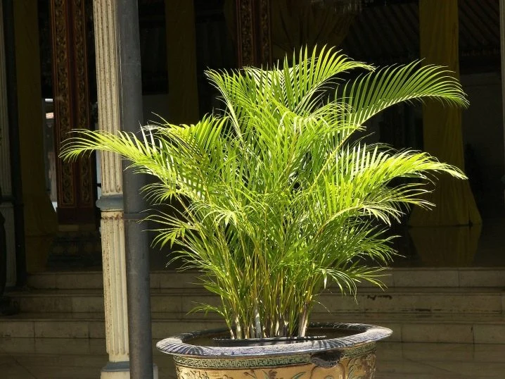 Areca palm in pot