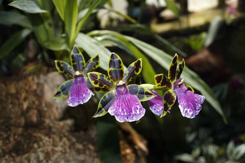 Fialové a zelené květy orchidejí s tmavými skvrnami.