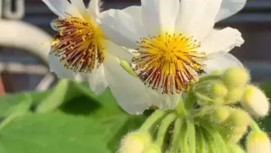 Bílé květy a pupeny rostliny Sparmannia africká na zeleném listu.