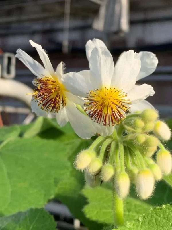 Bílé květy a pupeny rostliny Sparmannia africká na zeleném listu.