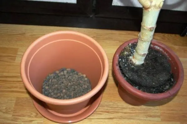 Zamiokulkas v květináči vedle prázdného hrnce s drenážními kamínky.