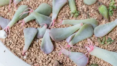 Sukulenty Echeveria zakořeněné na štěrku s novými kořeny.