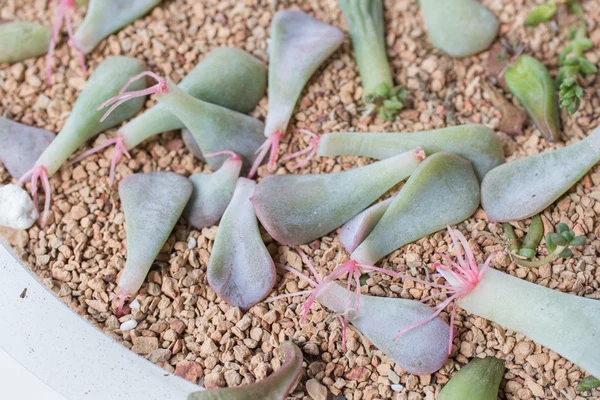 Sukulenty Echeveria zakořeněné na štěrku s novými kořeny.