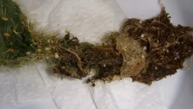Zelený kaktus s hnijícím kořenem na bílém papíře.