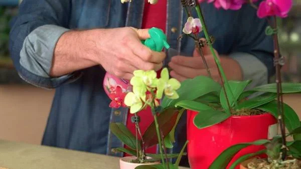 Muž zavlažuje kvetoucí orchidej stříkačkou