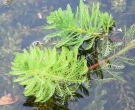 Water plants in pond