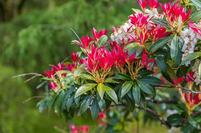 Květený rododendron s červenými květy v jarní zahradě.