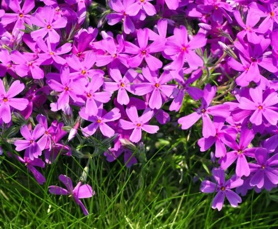 Fialové květy phlox rostoucí na zemi před zimní úpravou.