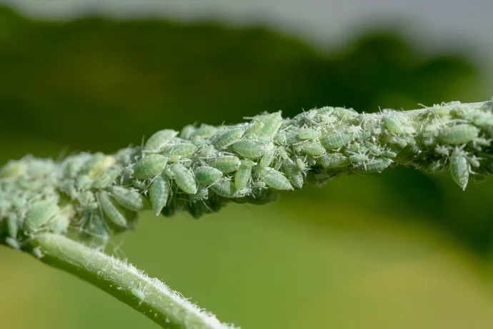 Aphids on plant stem