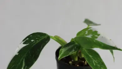 Filodendron s bílými skvrnami v černém květináči.