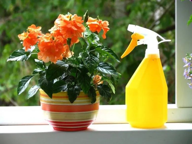 Orchidee v květináči s postřikovačem na okenním parapetu.