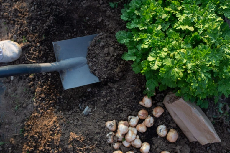 Výsadba tulipánů do půdy s hnojivy na podzim