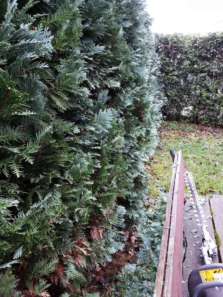 Stříhání stínovzdorného jehličnana v zahradě elektrickým nůžkami
