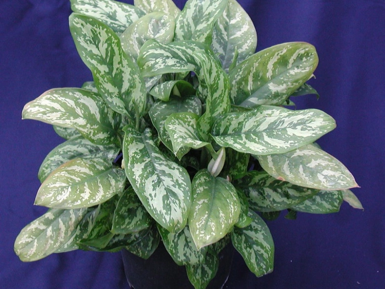 Aglaonema domácí rostlina s mramorovanými listy v květináči.