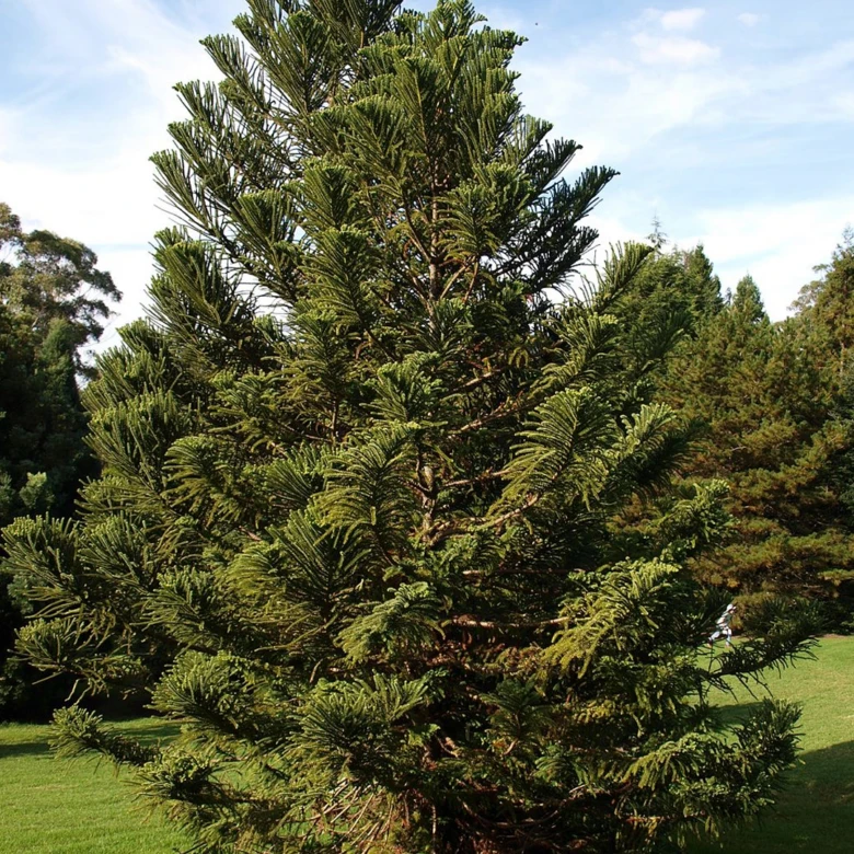 Mature Monkey Puzzle tree growing outdoors on green grass.