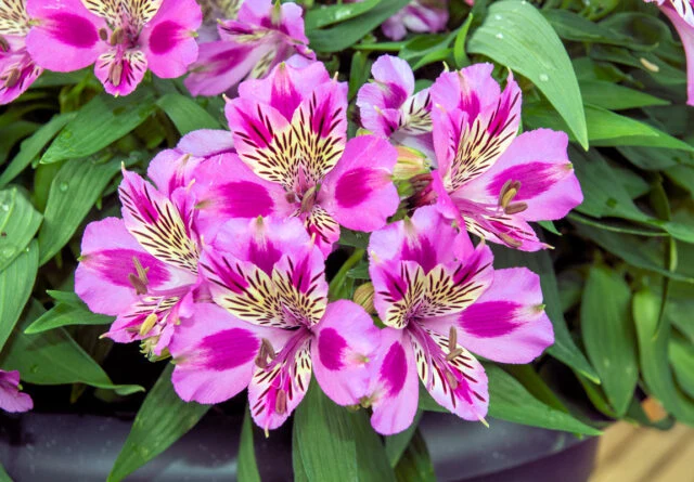 Pink alstroemeria flowers