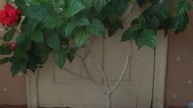 Čínská růže v květináči s jedním červeným květem uvnitř.