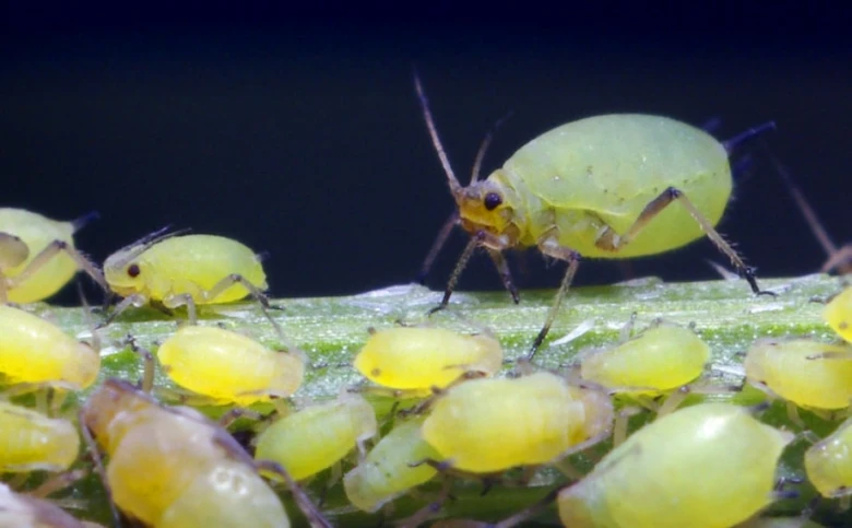 Aphids on plant stem