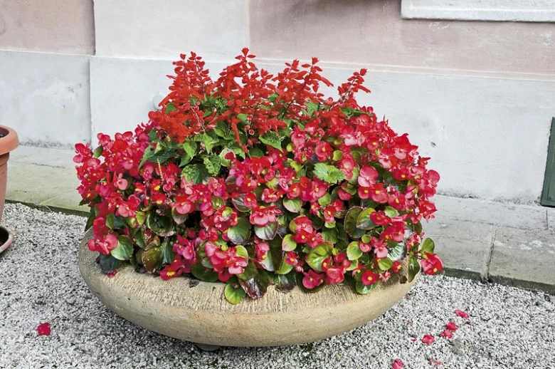 Rostoucí begonie semperflorens v kamenném květináči na zemi.