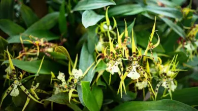 Žluté skvrnité orchideje rostoucí mezi zelenými listy.