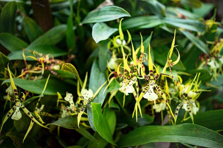 Žluté skvrnité orchideje rostoucí mezi zelenými listy.