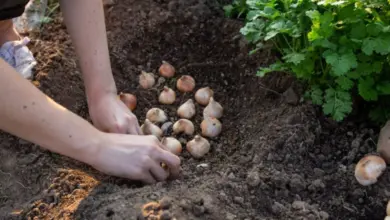 Ruce zasazují cibulky do země vedle zelených rostlin.