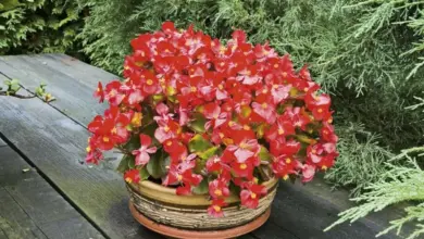 Červená begonie Semperflorens v květináč na dřevěné ploše.
