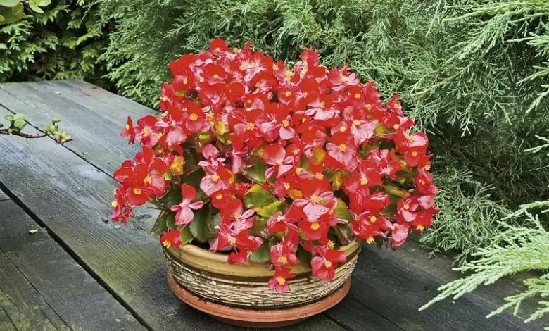 Červená begonie Semperflorens v květináč na dřevěné ploše.