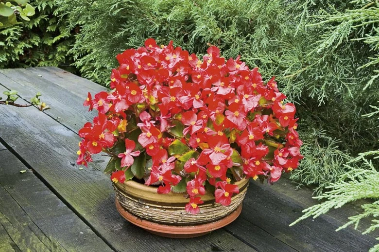 Červená begonie Semperflorens v květináč na dřevěné ploše.