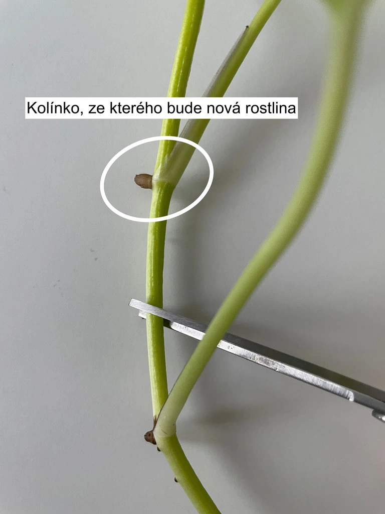 Stonkový řízek dračeny s pupenem pro novou rostlinu.