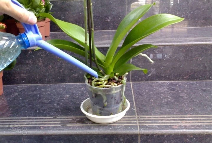 Zalévání orchideje postřikem vody z rozstříkovače.