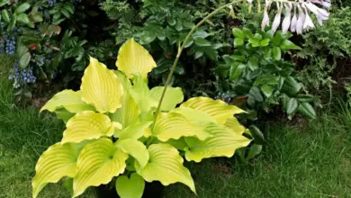 Žlutá hosta s květem v hrnci na trávníku mezi keři.