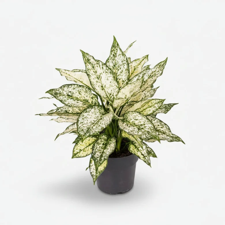 Aglaonema domácí rostlina v černém květináči na bílém pozadí.