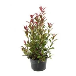 Fotografie keře Photinia fraseri v květináči s novými listy.