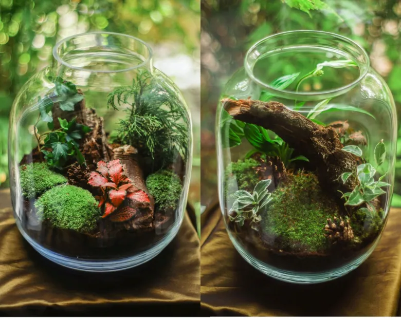 Dva skleněné florária s mechem, paprůdkami a dalšími rostlinami.