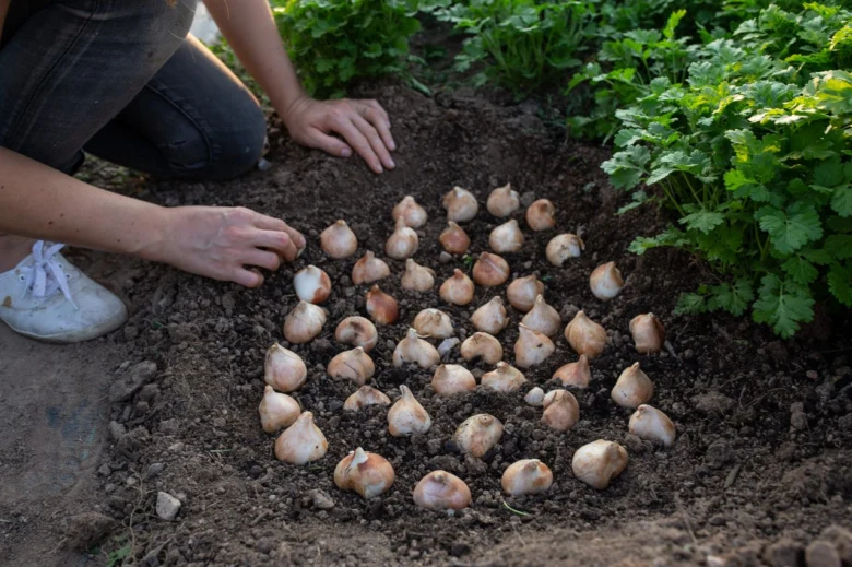 Osazení cibulí tulipánů do připravené půdy v zahradě.