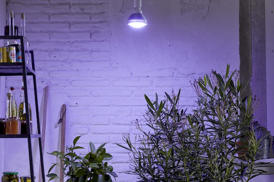 Rostliny pod fytolampou s purpurovým světlem na kamenné zdi.