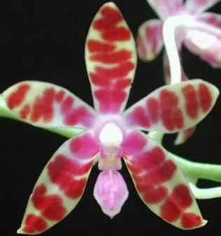 Detailní záběr na červenobílou květinu exotické orchideje.