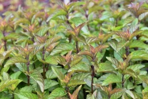 Detailní záběr na listy a stonky rostliny Plectranthus s novými růžovavě zbarvenými vršky.