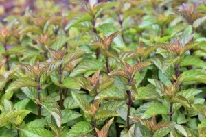 Green leafy plant with reddish new growth